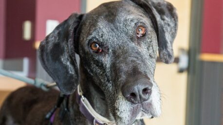 Zane the Dane