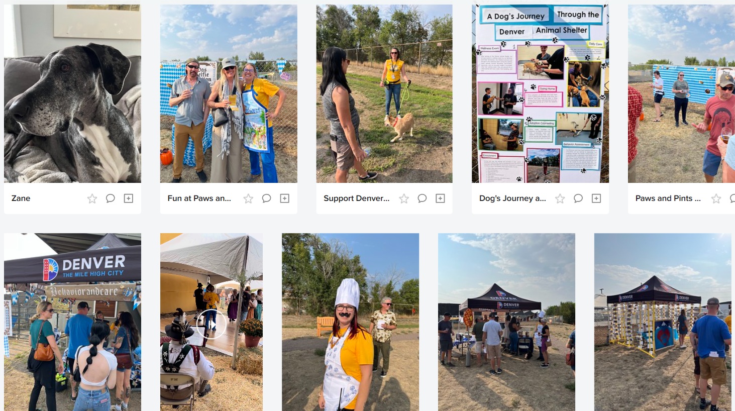 A Night to Remember: Zane the Dane at Denver’s Paws & Pints